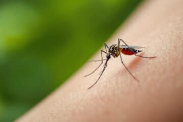 West-Nil-Virus: Erste lokale Infektionen in Baden-Württemberg
